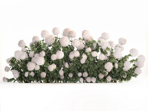 White Hydrangea Bushes For Garden Landscaping 1185 3D 模型