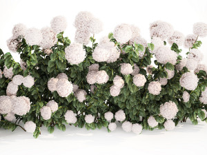 White Hydrangea Bushes For Garden Landscaping 1185 3D 模型