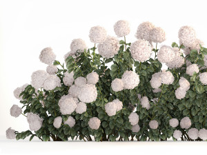 White Hydrangea Bushes For Garden Landscaping 1185 3D 模型