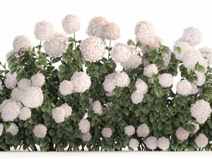 White Hydrangea Bushes For Garden Landscaping 1185 3D 模型