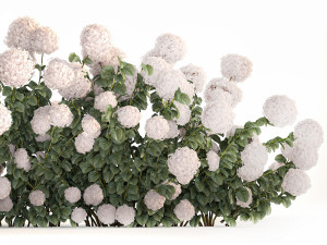 White Hydrangea Bushes For Garden Landscaping 1185 3D 模型