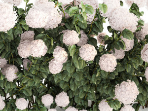 White Hydrangea Bushes For Garden Landscaping 1185 3D 模型