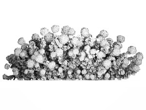White Hydrangea Bushes For Garden Landscaping 1185 3D 模型