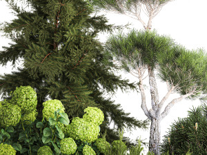 Spruce and pine topiary with hydrangea bushes for the garden 1186 3D 模型
