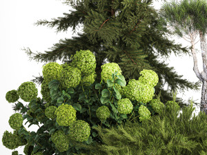 Spruce and pine topiary with hydrangea bushes for the garden 1186 3D 模型