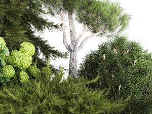 Spruce and pine topiary with hydrangea bushes for the garden 1186 3D Model