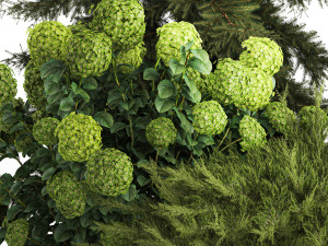 Spruce and pine topiary with hydrangea bushes for the garden 1186 3D 模型