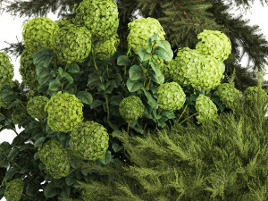 Spruce and pine topiary with hydrangea bushes for the garden 1186 3D Model