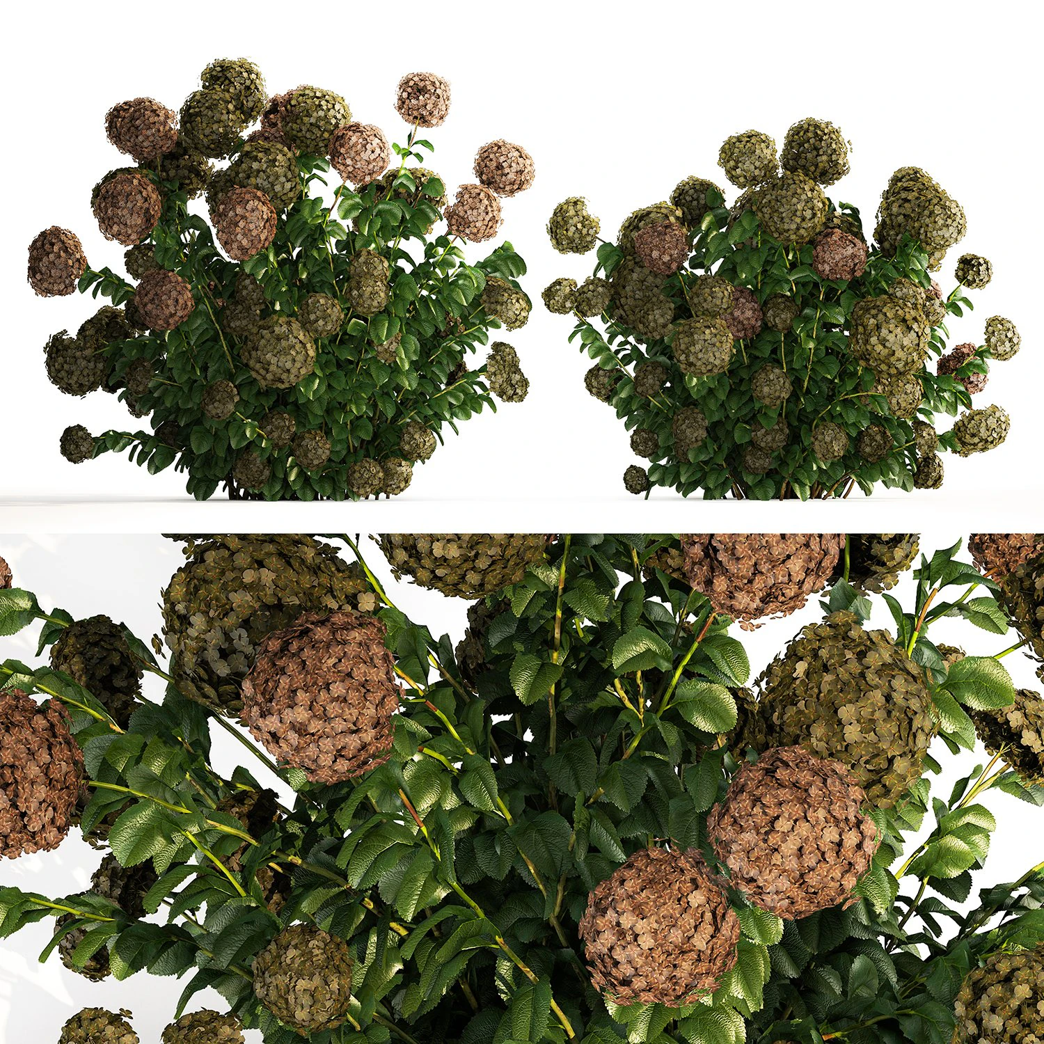 Green Hydrangea Bushes For Garden Landscaping 1187 3D Model .c4d .max .obj .3ds .fbx .stl .blend 