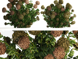 Green Hydrangea Bushes For Garden Landscaping 1187 3D Model
