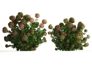 Green Hydrangea Bushes For Garden Landscaping 1187 3D Model