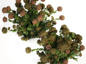 Green Hydrangea Bushes For Garden Landscaping 1187 3D Model
