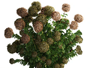 Green Hydrangea Bushes For Garden Landscaping 1187 3D Model