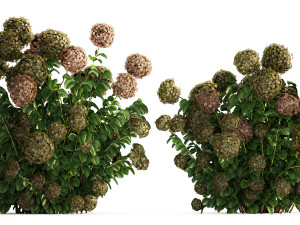 Green Hydrangea Bushes For Garden Landscaping 1187 3D Модель