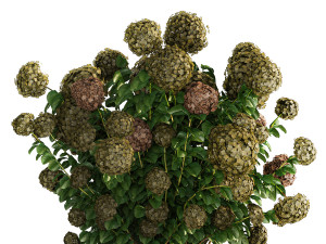 Green Hydrangea Bushes For Garden Landscaping 1187 3D Модель
