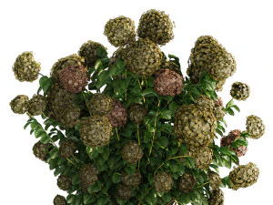 Green Hydrangea Bushes For Garden Landscaping 1187 3D Model