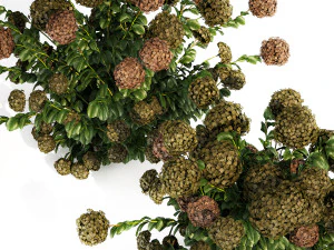 Green Hydrangea Bushes For Garden Landscaping 1187 3D Model
