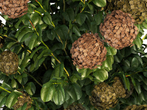 Green Hydrangea Bushes For Garden Landscaping 1187 3D Модель