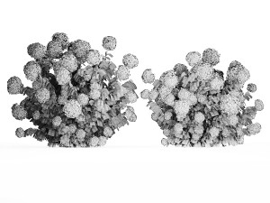 Green Hydrangea Bushes For Garden Landscaping 1187 3D Модель