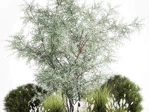 Elaeagnus Topiary And Bushes For The Garden 1189 3D Model