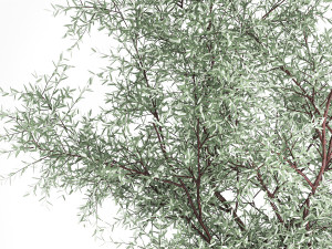 Elaeagnus Topiary And Bushes For The Garden 1189 3D Model
