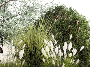 Elaeagnus Topiary And Bushes For The Garden 1189 3D Model