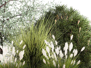 Elaeagnus Topiary And Bushes For The Garden 1189 3D Model