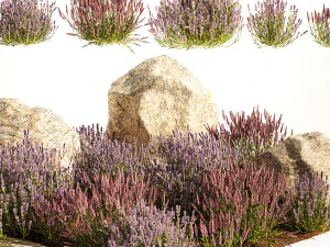 Alpine Slide With Lavender Bushes Sage And Stones 1191 3D Model