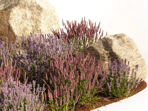 Alpine Slide With Lavender Bushes Sage And Stones 1191 3D Model