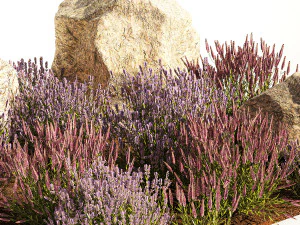 Alpine Slide With Lavender Bushes Sage And Stones 1191 3D Model