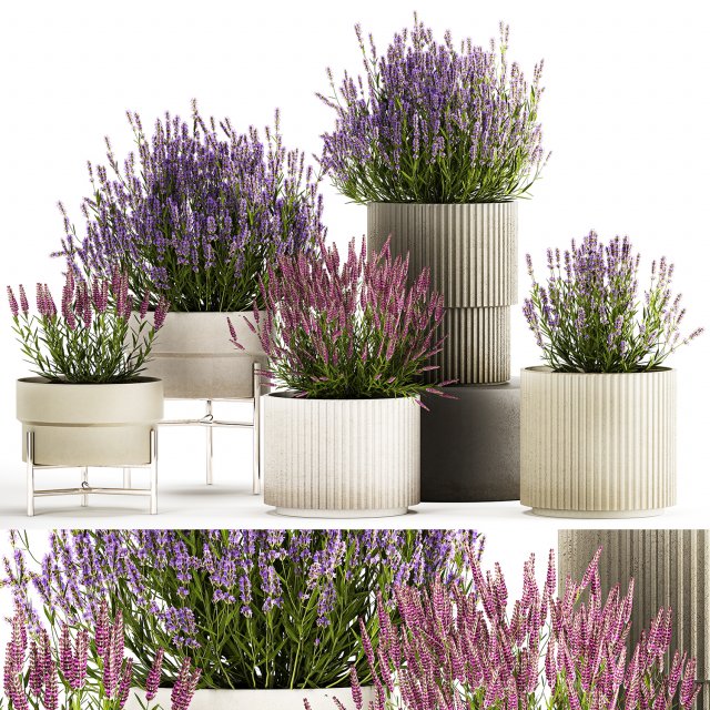 Set of flower bushes of lavender and Salvia in pots 1193 3D Model .c4d .max .obj .3ds .fbx .stl .blend