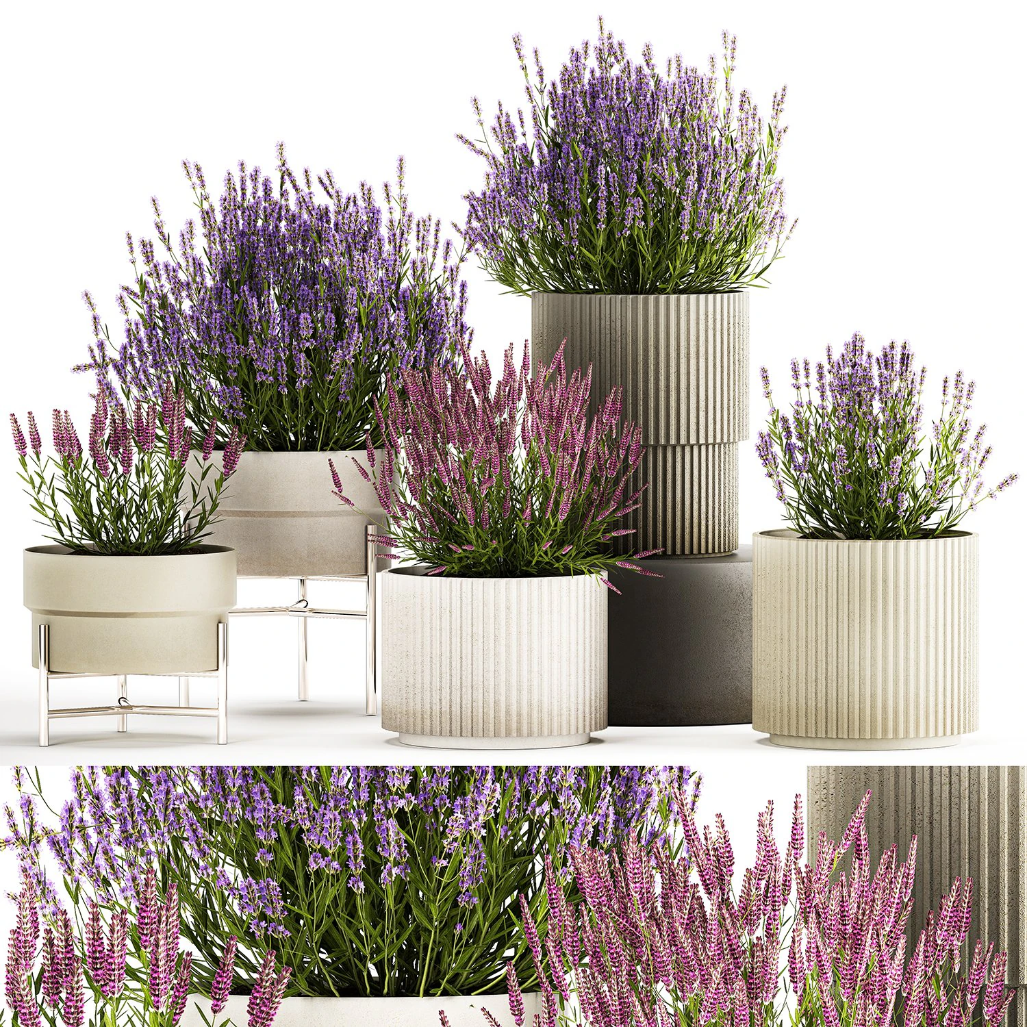 Set di cespugli di fiori di lavanda e salvia in vaso 1193 Modello 3D .c4d .max .obj .3ds .fbx .stl .blend 
