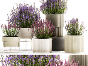 Set of flower bushes of lavender and Salvia in pots 1193 3D Model