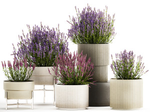 Set of flower bushes of lavender and Salvia in pots 1193 3D Model