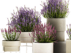 Set of flower bushes of lavender and Salvia in pots 1193 3D Model