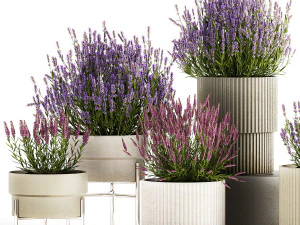 Set di cespugli di fiori di lavanda e salvia in vaso 1193 Modello 3D