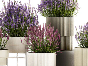 Set di cespugli di fiori di lavanda e salvia in vaso 1193 Modello 3D