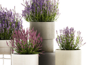 Set of flower bushes of lavender and Salvia in pots 1193 3D Model