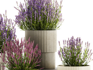 Set of flower bushes of lavender and Salvia in pots 1193 3D Model