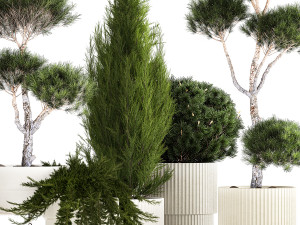 Plants in pots pine topiary thuja and juniper 1196 3D Model