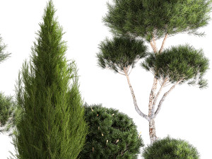 Plants in pots pine topiary thuja and juniper 1196 3D Model