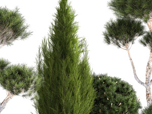 Plants in pots pine topiary thuja and juniper 1196 3D Model