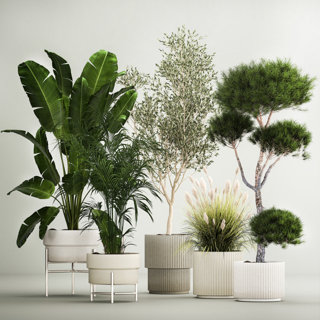 Set of potted plants olive palm strelitzia 1198 3Dモデル .c4d .max .obj .3ds .fbx .stl .blend 