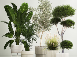 Set of potted plants olive palm strelitzia 1198 Modelo 3D