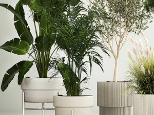 Set di piante in vaso ulivo palma strelitzia 1198 Modello 3D