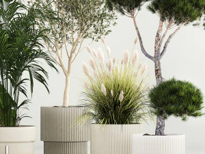 Set di piante in vaso ulivo palma strelitzia 1198 Modello 3D