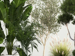 Set di piante in vaso ulivo palma strelitzia 1198 Modello 3D