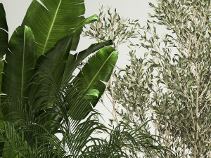 Set of potted plants olive palm strelitzia 1198 3Dモデル