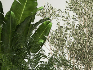 Set di piante in vaso ulivo palma strelitzia 1198 Modello 3D