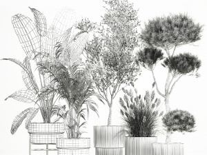 Set of potted plants olive palm strelitzia 1198 3Dモデル